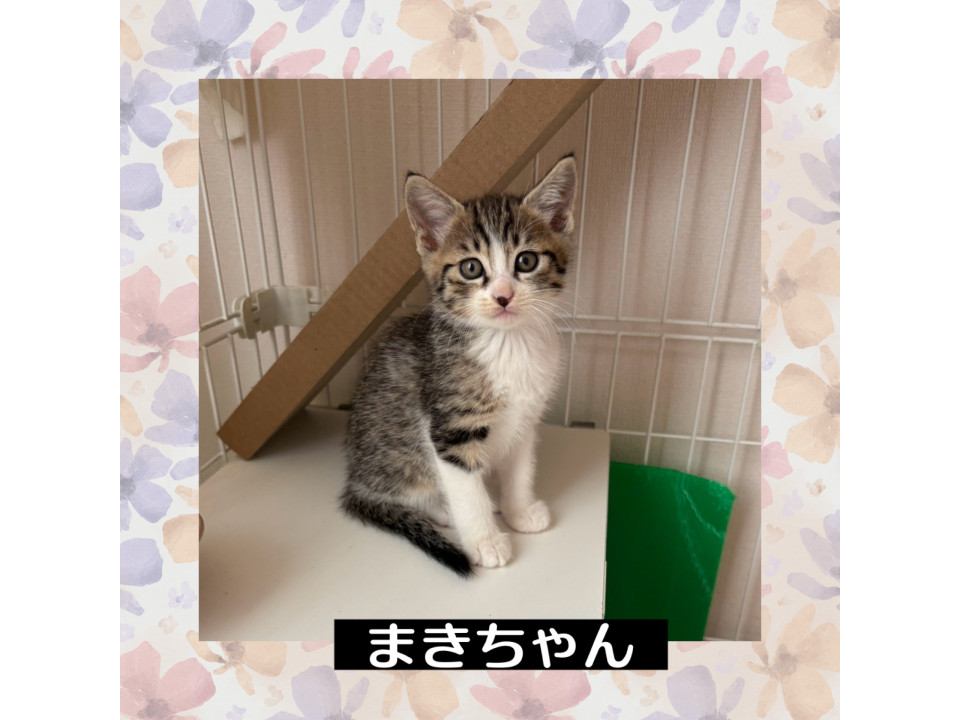 とにかく可愛い❤️まきちゃん