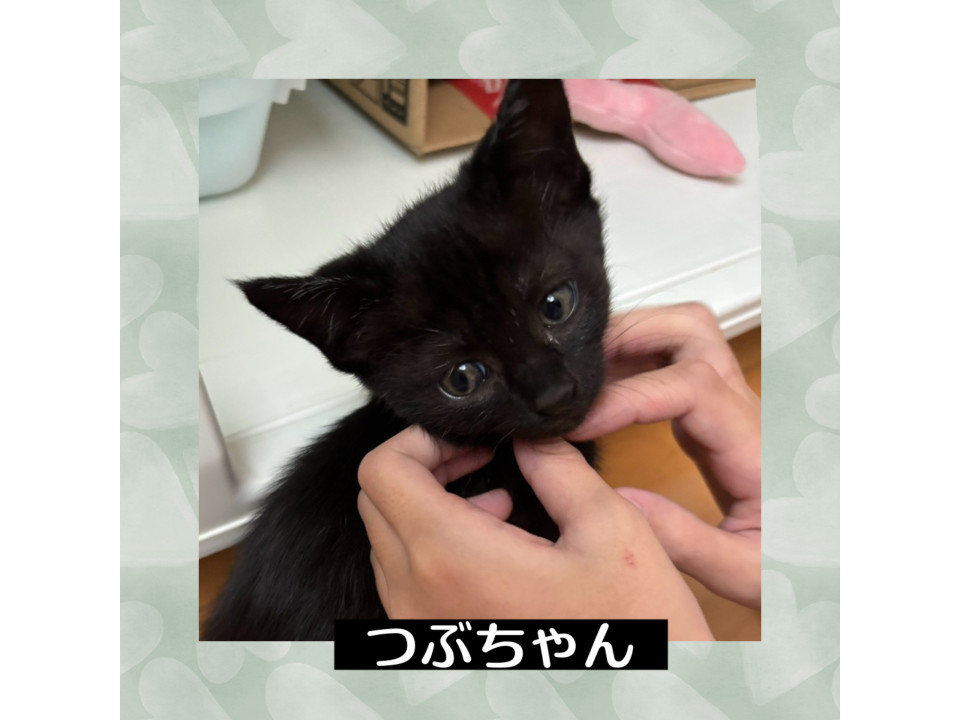 お目目クリクリ❤️つぶちゃん
