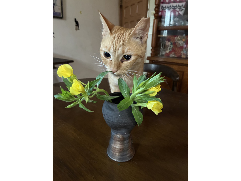 メスの茶トラ
