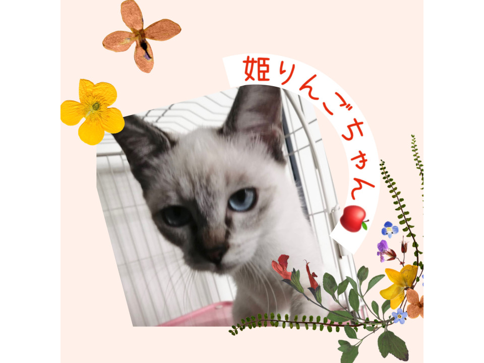 性格も見かけもかわいい子♡姫りんごちゃん