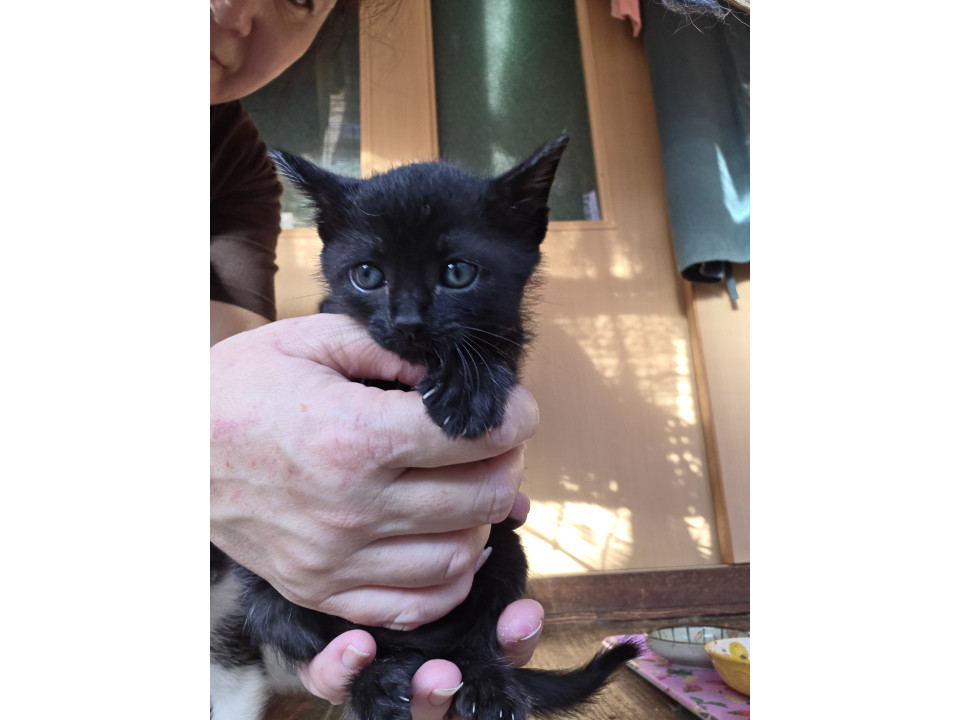 甘えん坊黒猫の女の子　ぷーちゃん