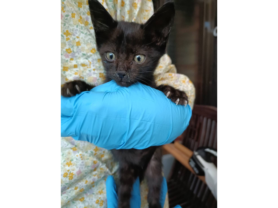 1ヶ月の子猫（女の子）、とても小さく元気