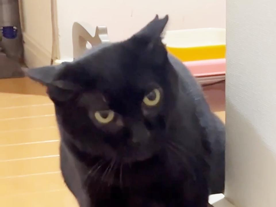 左ちゃん:♀:約7歳:10/25譲渡会初