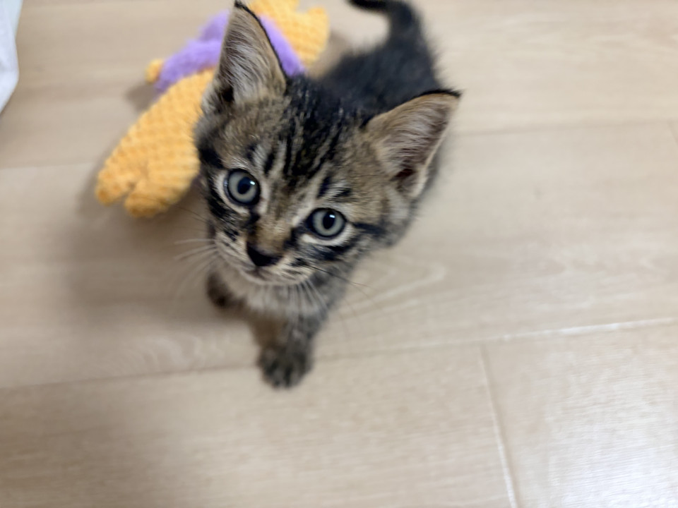 美形！かわいいキジトラ子猫ちゃん