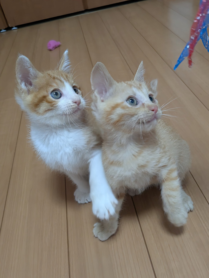 すっきりイケメン☆茶トラのうーちゃん