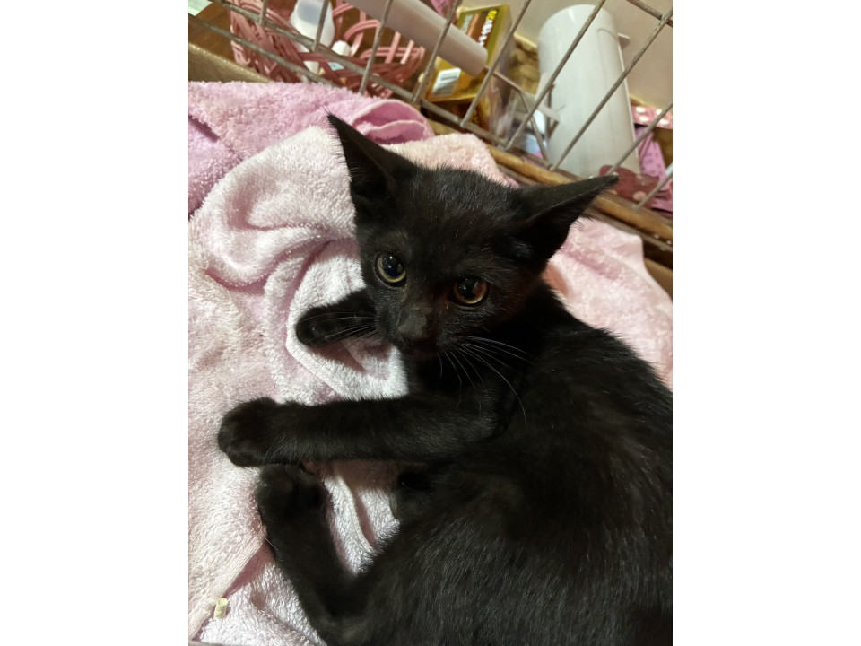 可愛い黒猫ちゃんの里親募集