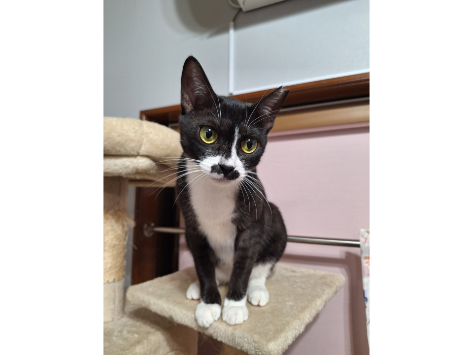 人が大好き❤甘えん坊の猫ちゃん❤