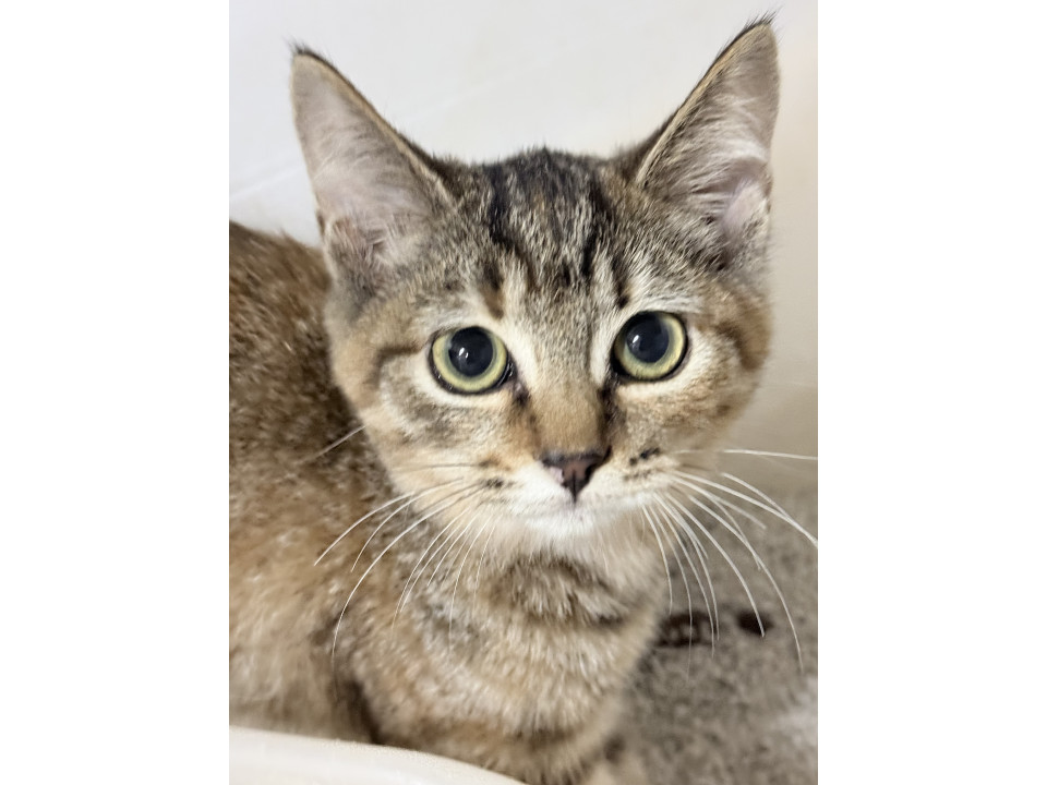 やっぱりうちの子は美猫ちゃん