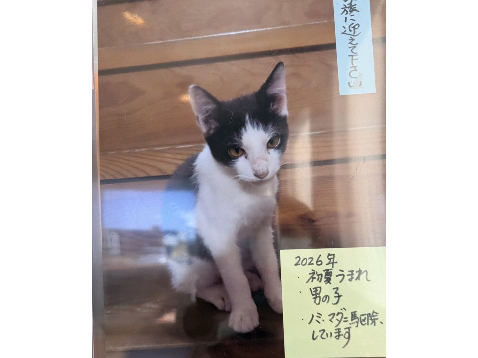 元気なハチワレくん