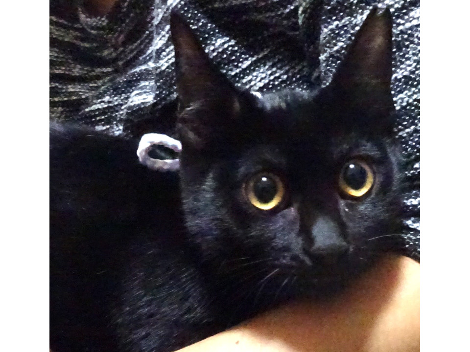 おひざ抱っこ大好き?黒猫ちゃん