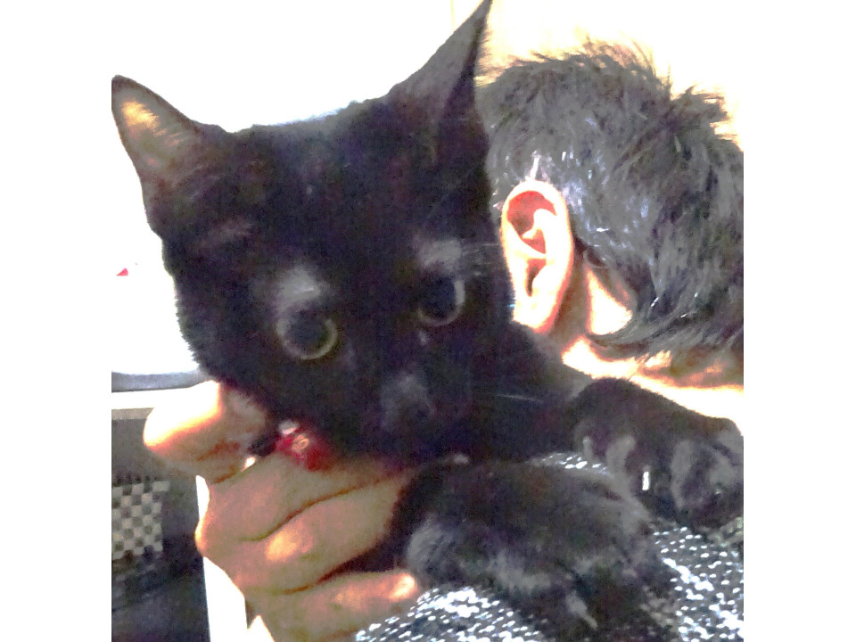肩のり大好き♪ナレナレの黒猫ちゃん