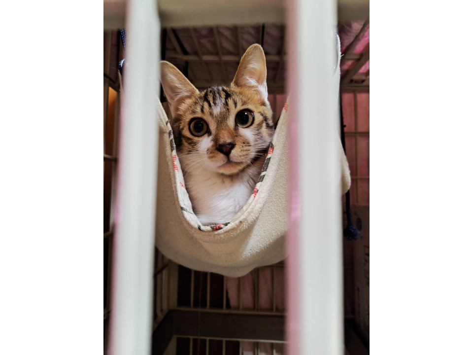 6月生まれ大人しい兄弟猫