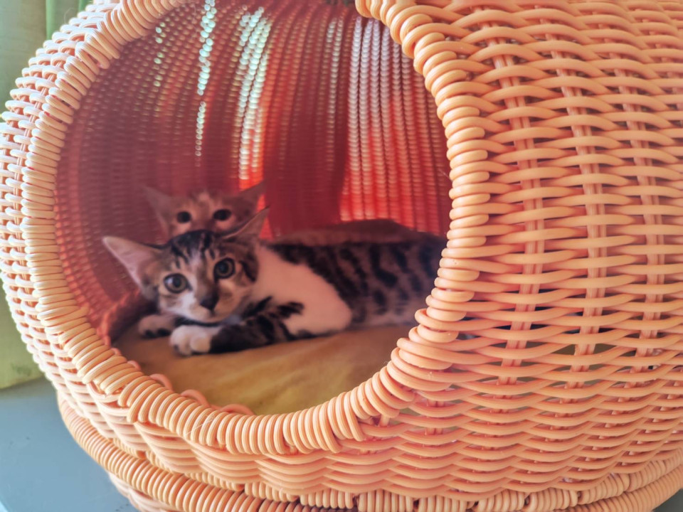 6月生まれ大人しい兄弟猫