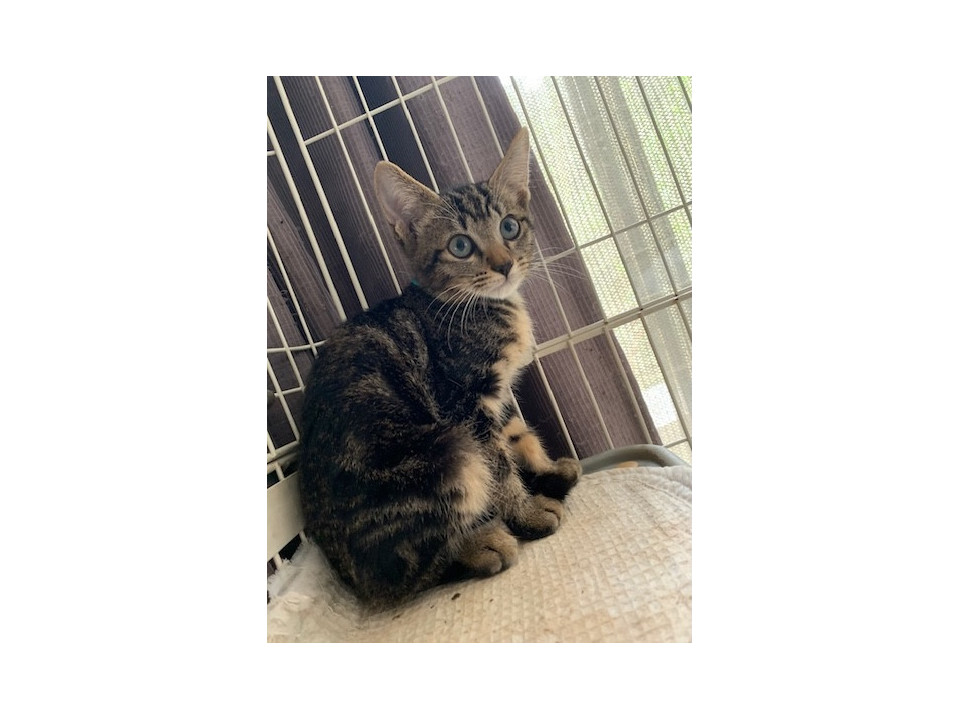 可愛いアメショ風キジトラ