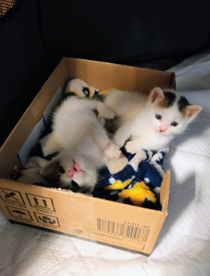 生後1ヶ月兄妹子猫2匹一緒に!!