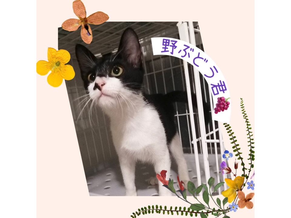 女の子らしくかわいい♡ローズヒップちゃん