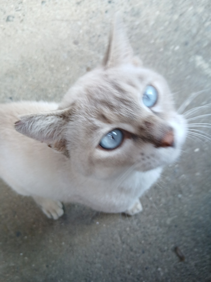 可愛いシャムネコミックス