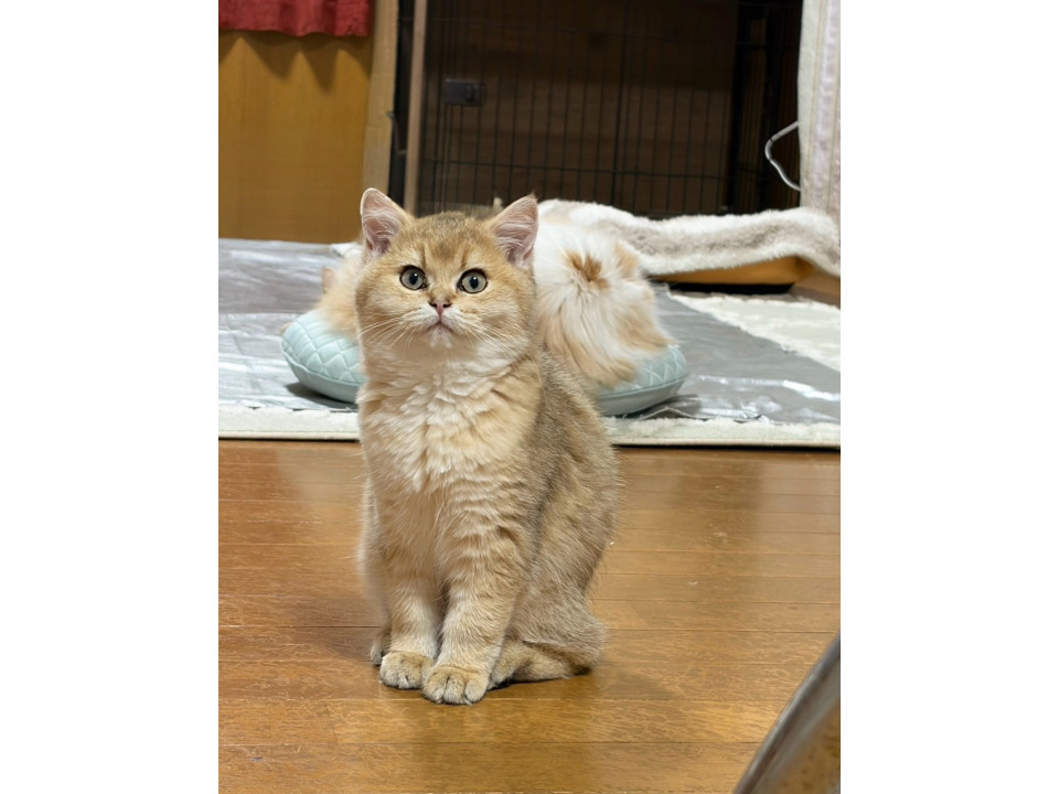 ブリティッシュショートヘア、可愛い女の子