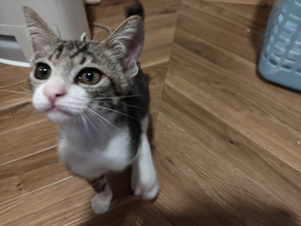 キジ白くん
