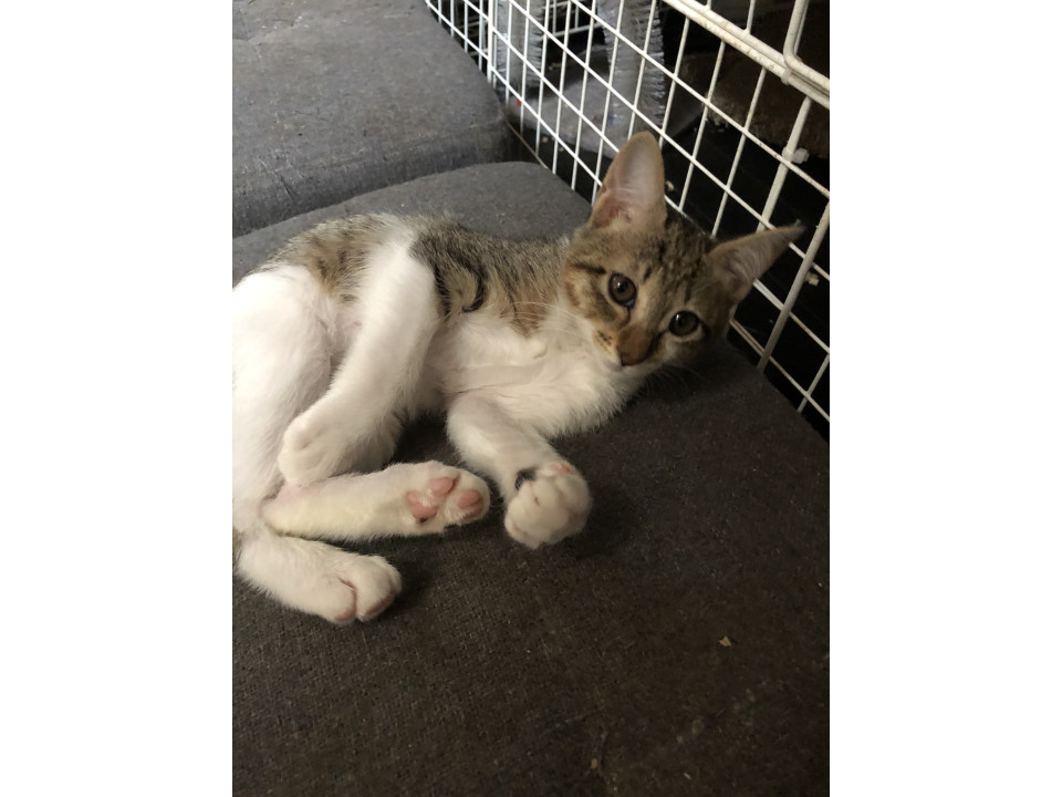 兄妹猫3