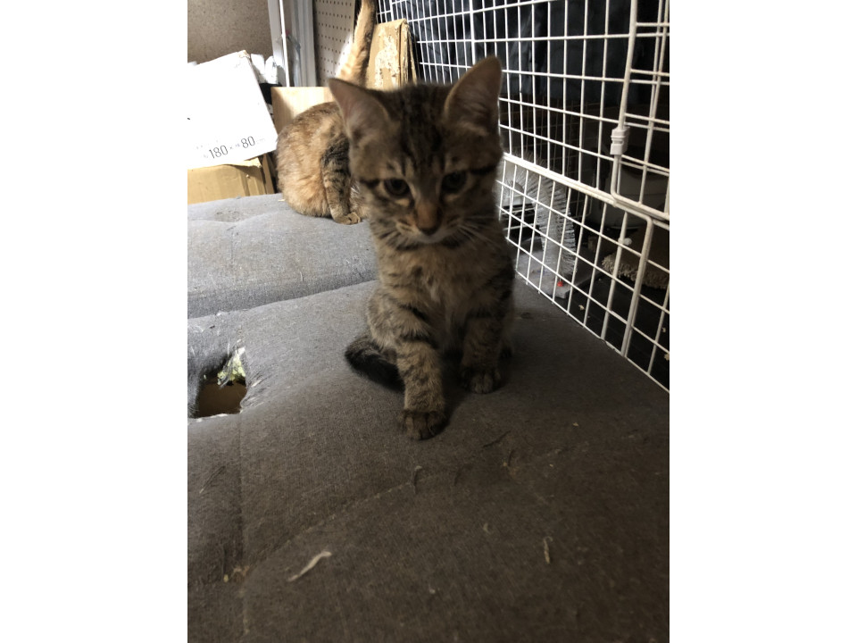 兄妹猫です1