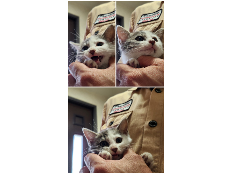 元気いっぱい2ヶ月の仔猫②女の子
