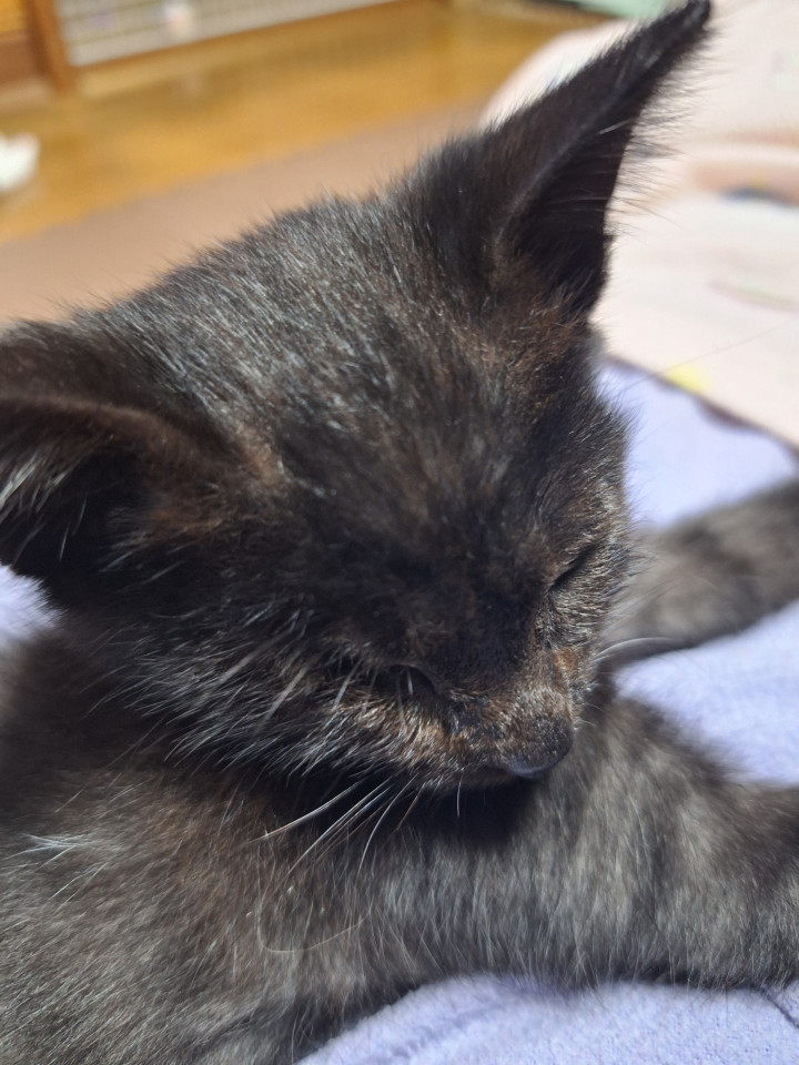 隻眼の黒猫ちゃん