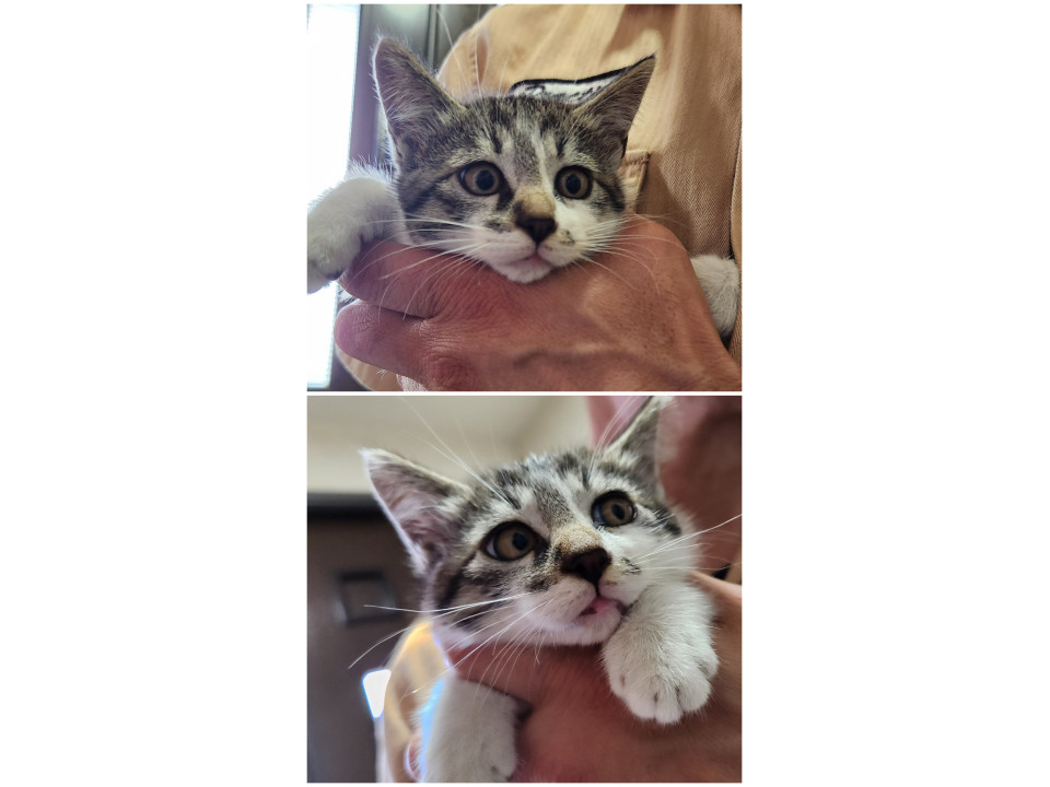 元気いっぱい2ヶ月の仔猫➃男の子