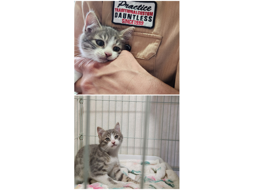 元気いっぱい2ヶ月の仔猫⑤男の子