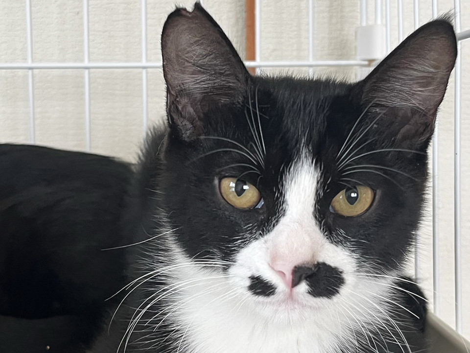 ジン:♂:4ヶ月:10/25譲渡会※初