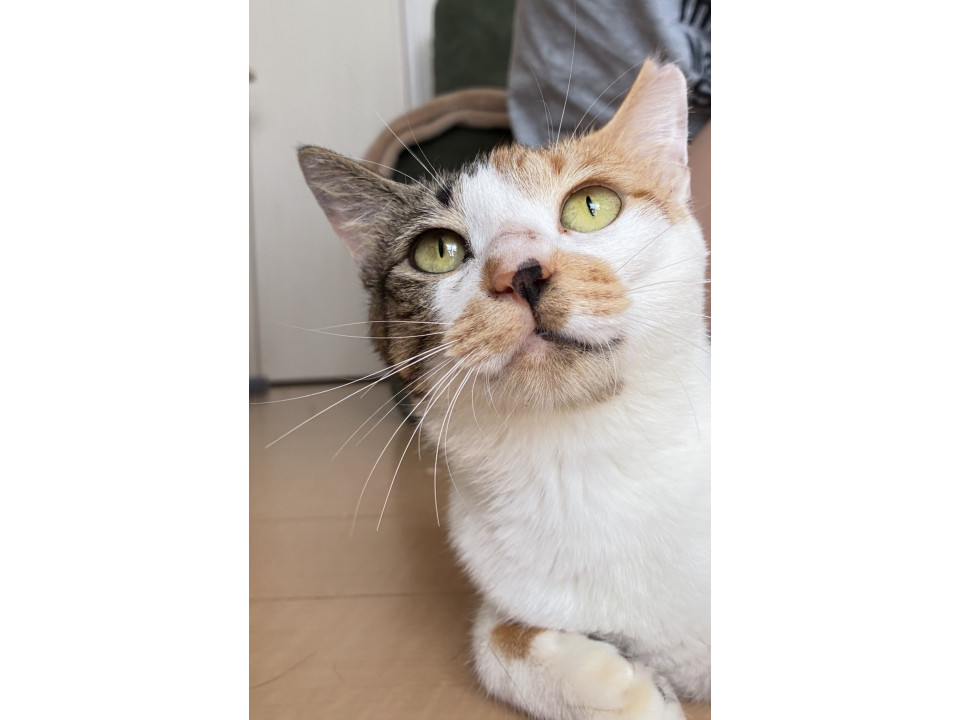 必死に子育てをしていた若いママ猫