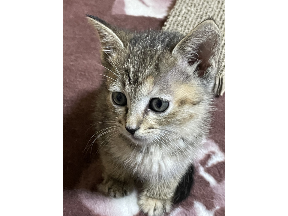 ブラウンまじりのキジトラちゃん