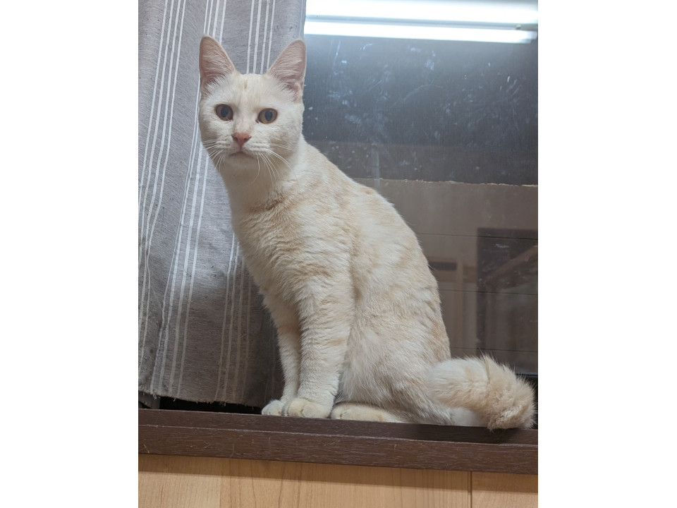 美猫白茶さん❈見学随時受付中