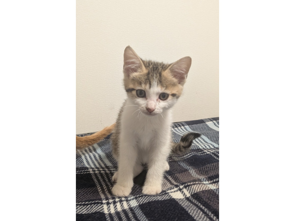 可愛いキジ白ちゃん❈見学随時受付中
