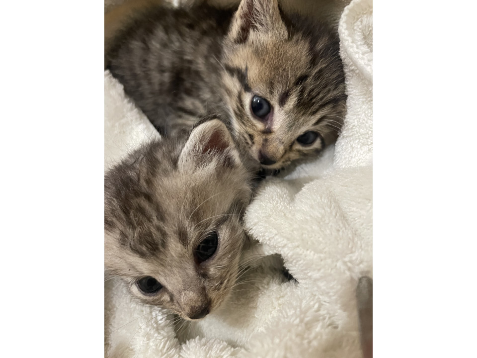 育児放棄されてた子猫2匹