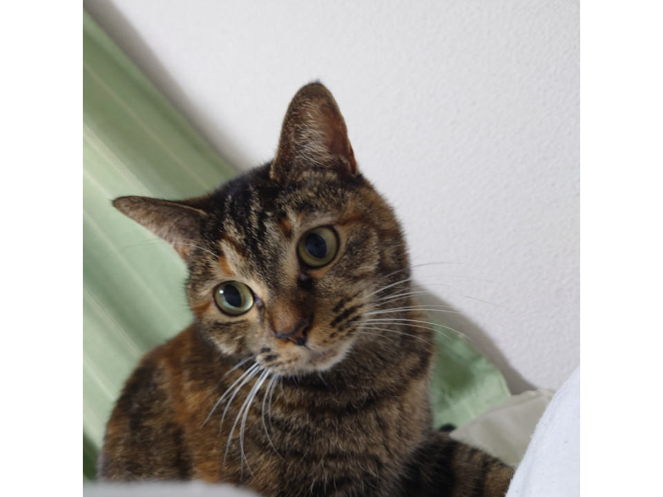 甘えん坊のサビ猫さん