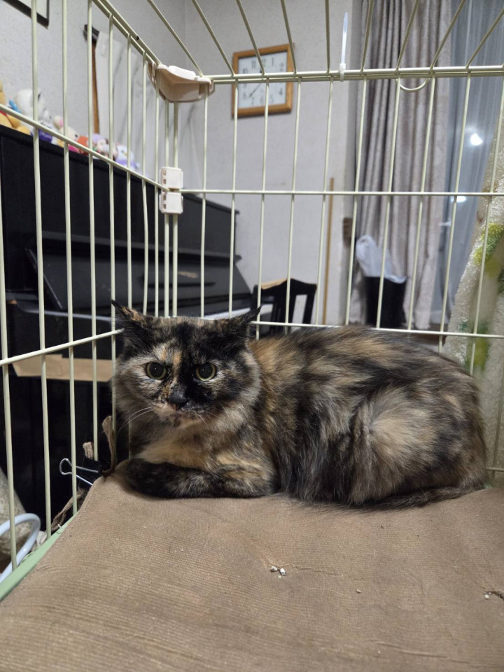 美人なふわふわ毛長サビ猫ちゃん