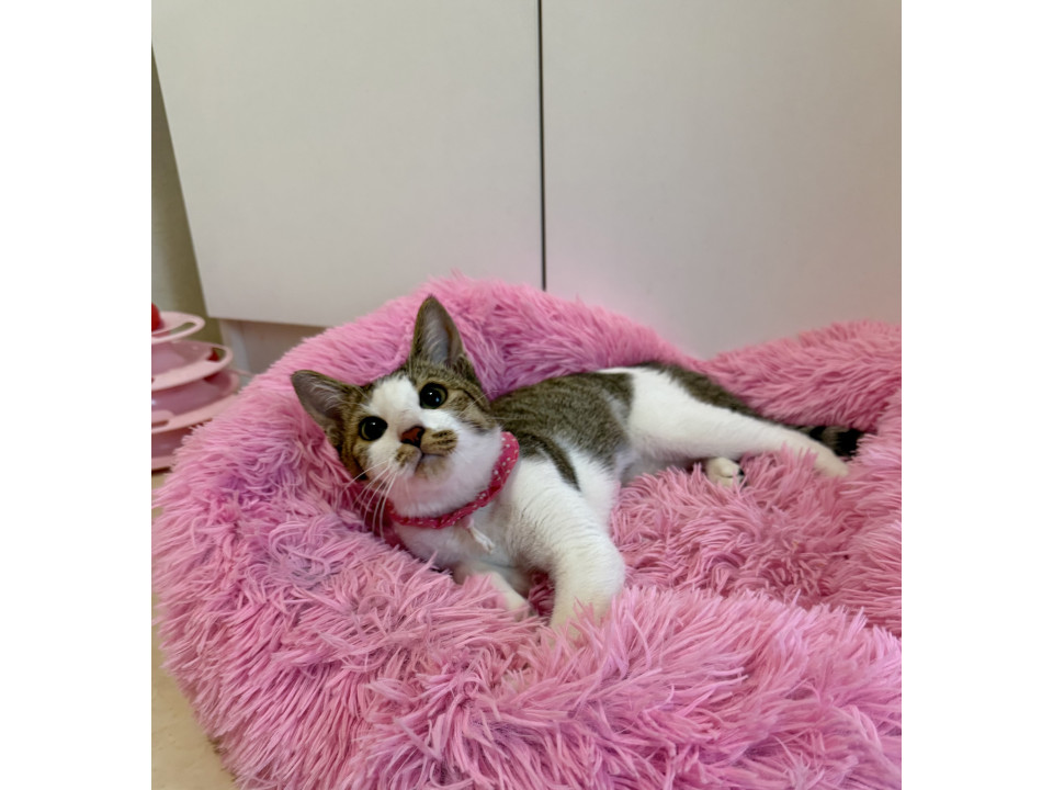 飼いやすさ抜群な美猫さん♡