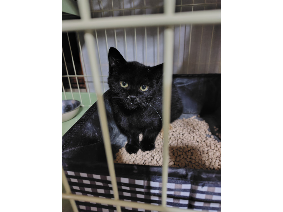 黒猫の女の子