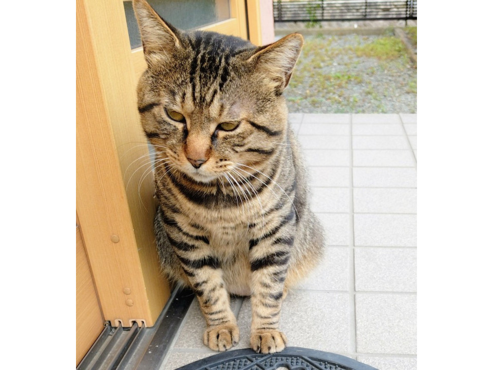 甘えん坊のキジトラ♂