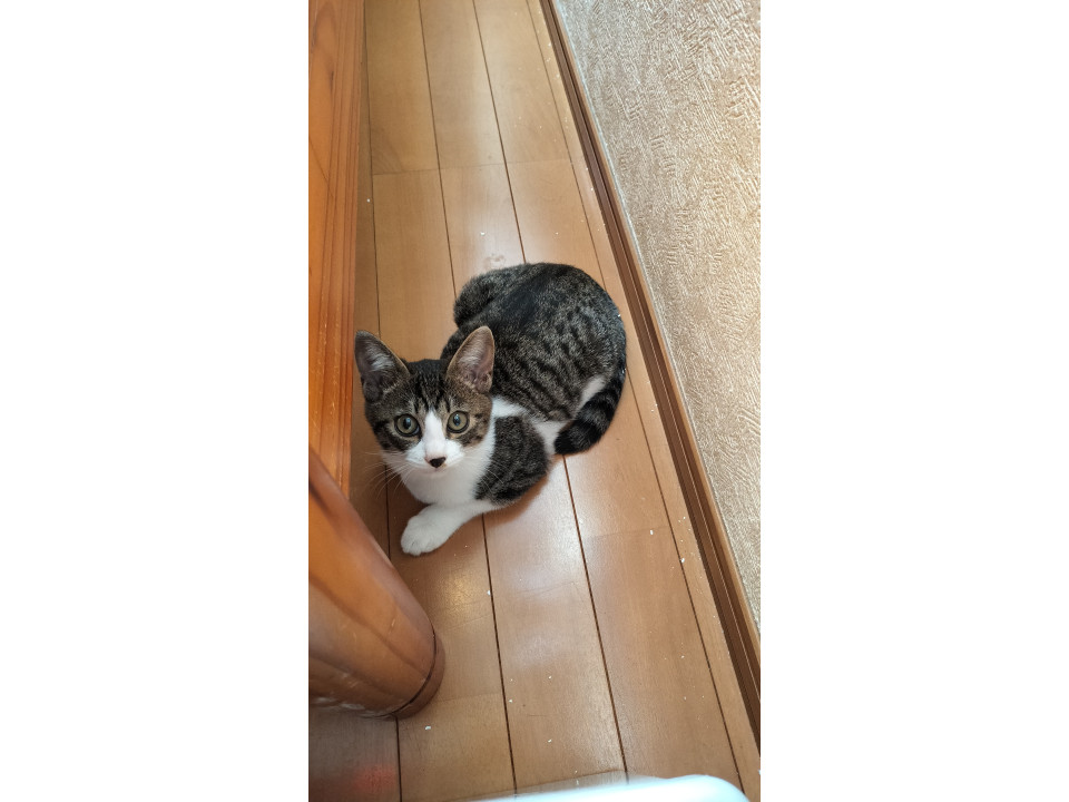 おめめぱっちりサバ白くん