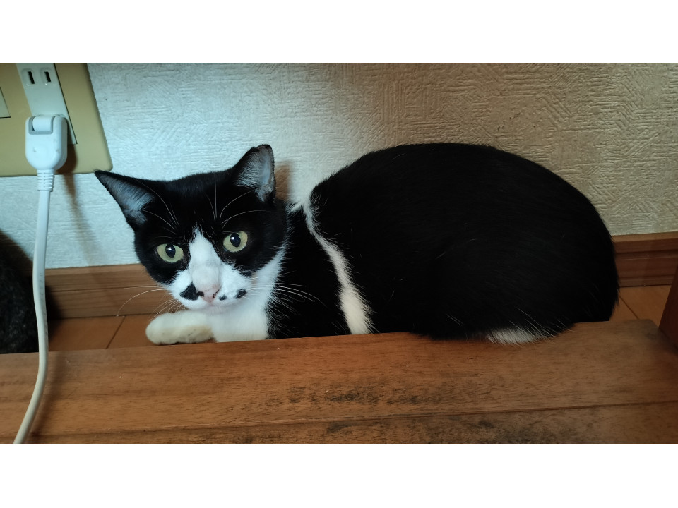 タキシード柄優しいお母さん