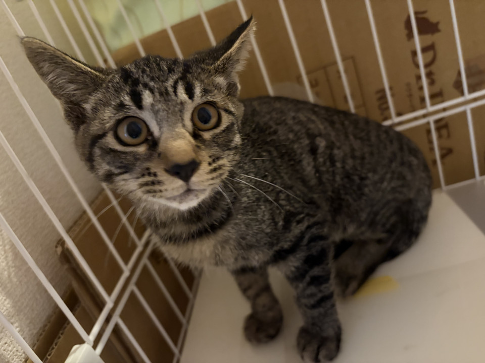 生後3か月の子猫　キジトラ