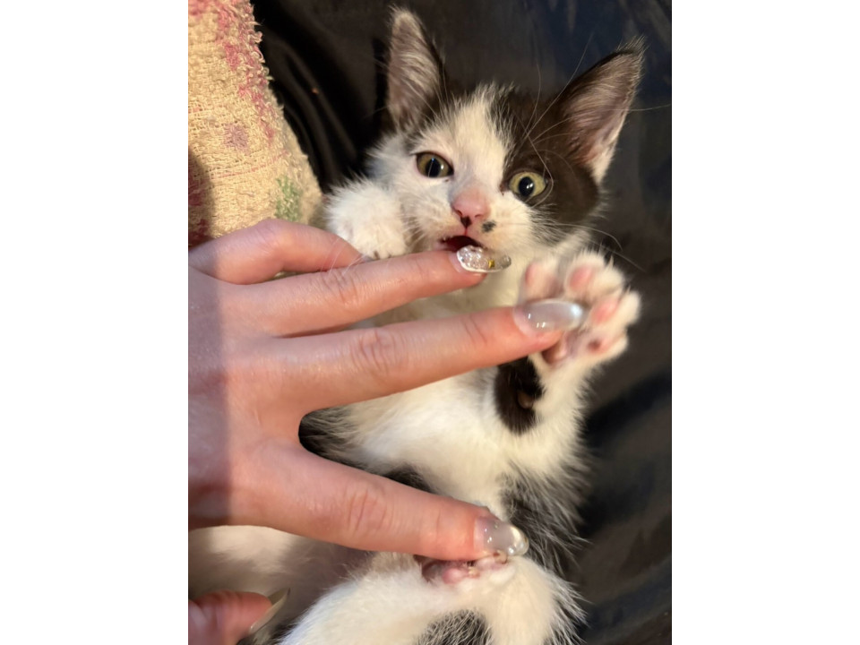 べったべたのあまえんぼ、あんこちゃん