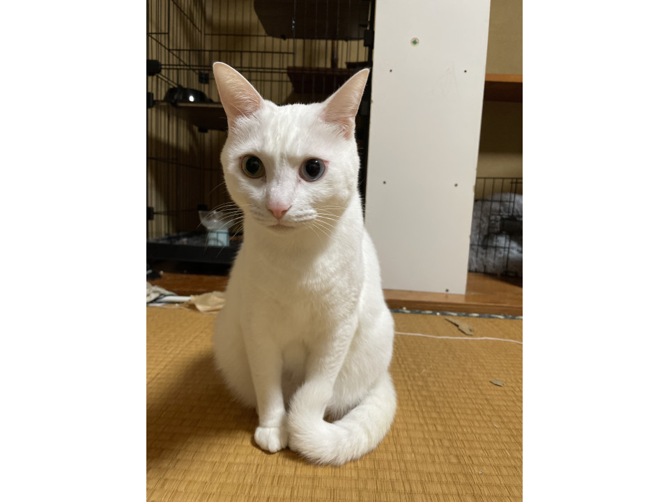 オッドアイ白猫