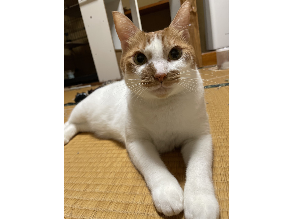 茶白