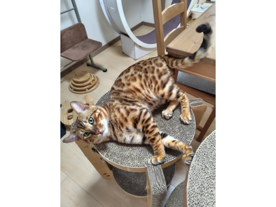 元気なベンガル猫アッシュ