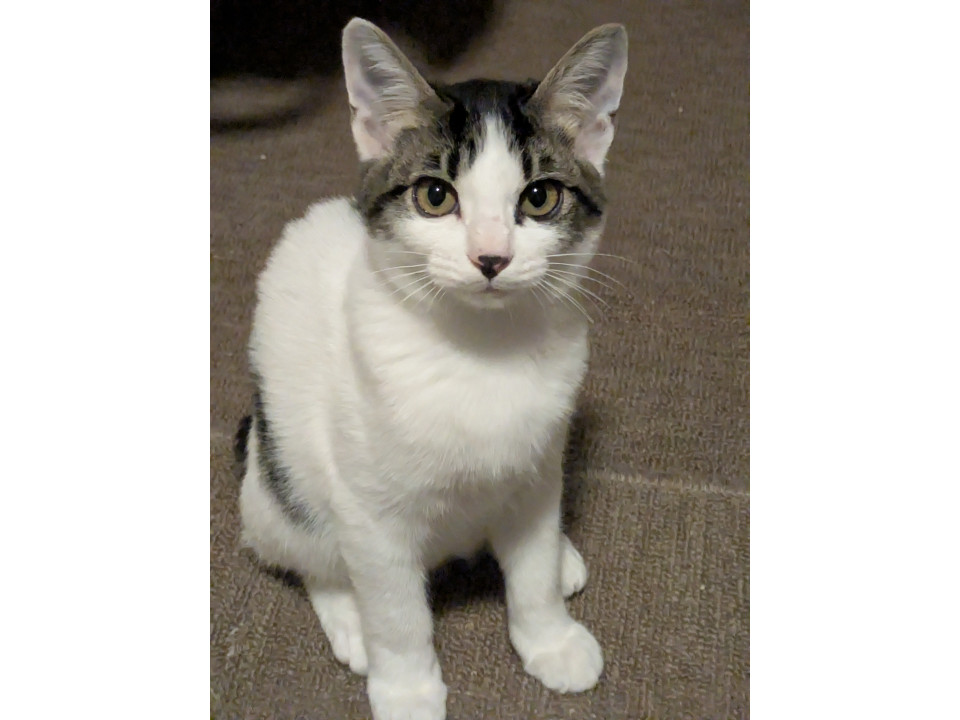 ハチワレ美猫