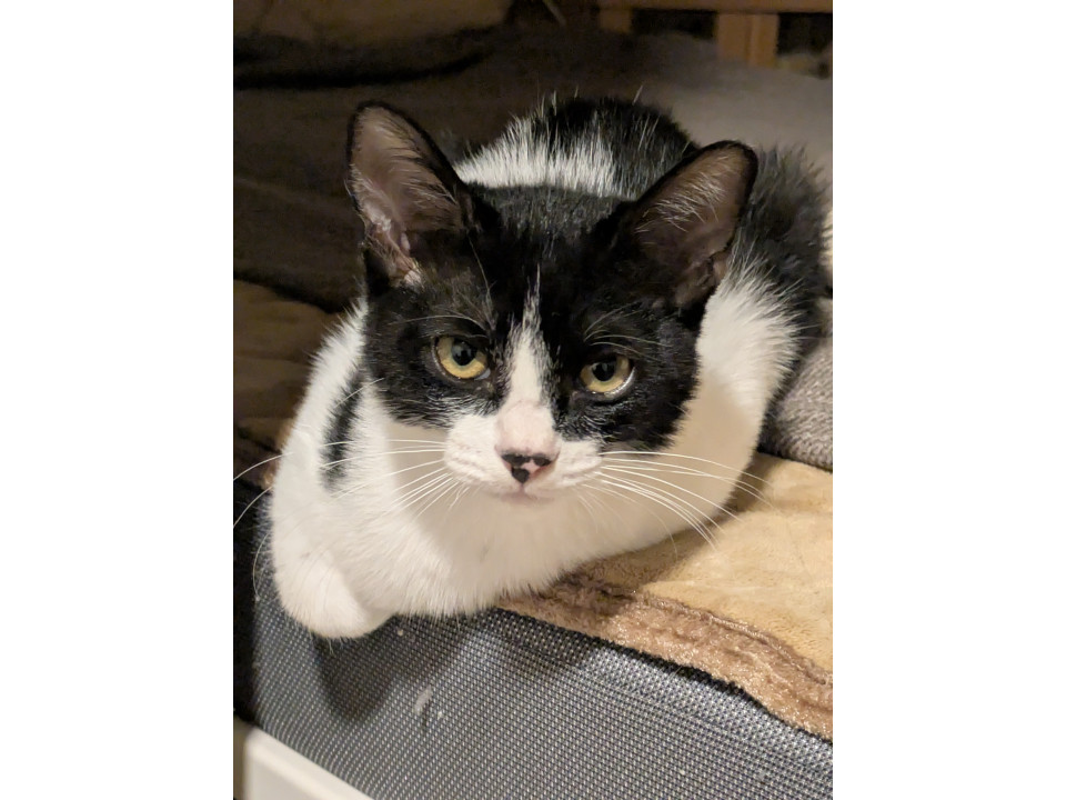 ハチワレ美猫