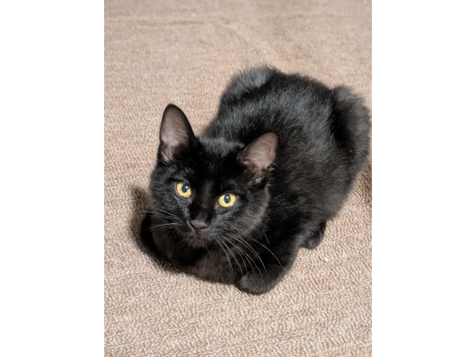 黒美猫